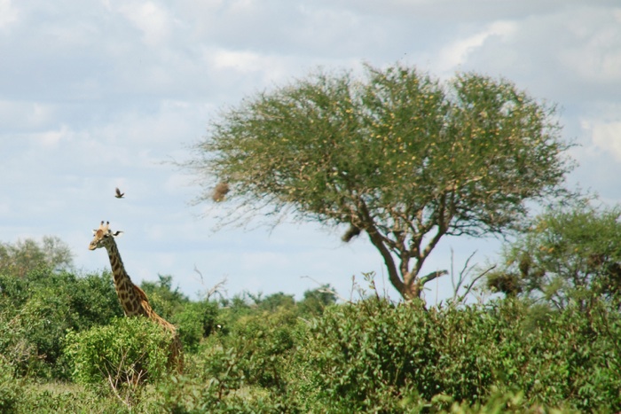Giraffe frisst in Afrika